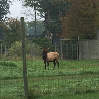 Wildwood Zoo - Elk - Zoos Near Me - Marshfield, Wisconsin Wildwood Zoo - Elk - Zoos Near Me - Marshfield, Wisconsin