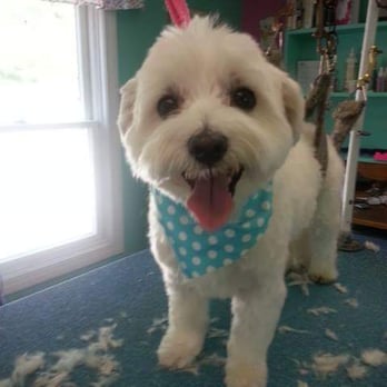 Ruff To Fluff Dog Grrrooming - Pet Groomers Near Me - Hooksett, New Hampshire