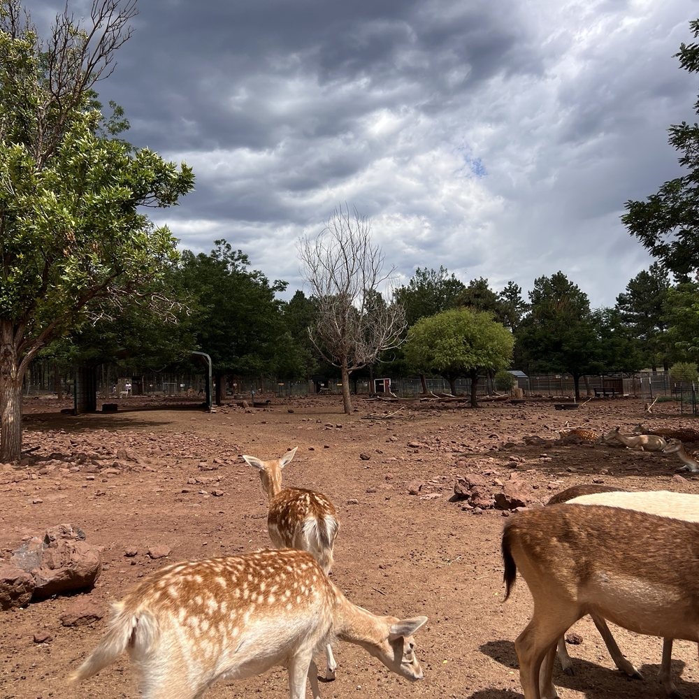 Grand Canyon Deer Farm - Zoos Near Me - Williams, Arizona Grand Canyon Deer Farm - Zoos Near Me - Williams, Arizona