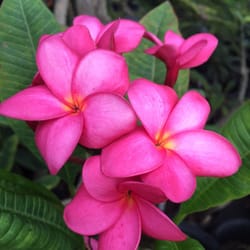Plumeria Hut