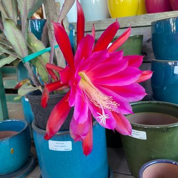 Ricardo's Nursery - Such a beautiful plant at Ricardo's nursery - Nurseries & Gardening Near Me - Long Beach, California Ricardo's Nursery - Such a beautiful plant at Ricardo's nursery - Nurseries & Gardening Near Me - Long Beach, California