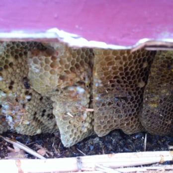 Dan Conard Pest Control - Bee hive removal - Pest Control Near Me Dan Conard Pest Control - Bee hive removal - Pest Control Near Me