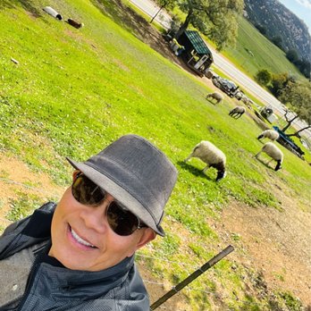 Vecchieoso Vineyard - The sheep and other animals in the vineyard. - Wineries Near Me - Jamul, California