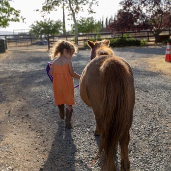 Pocket size pony rides - Daisy the pony and her student - Horseback Riding Near Me - Vacaville, California Pocket size pony rides - Daisy the pony and her student - Horseback Riding Near Me - Vacaville, California