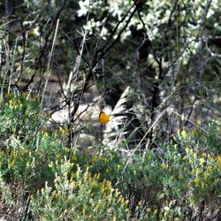 Cochise Stronghold - Sleepy orange sulphur butterfly