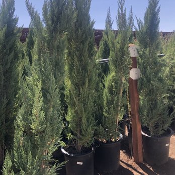 Star Nursery - Nurseries & Gardening Near Me - Las Vegas, Nevada Star Nursery - Nurseries & Gardening Near Me - Las Vegas, Nevada
