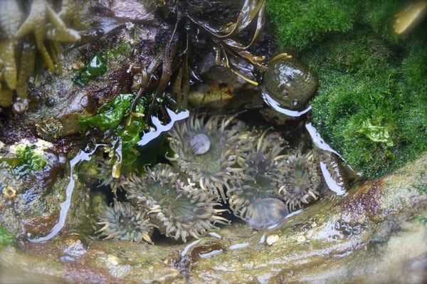 Salt Point State Park by null
