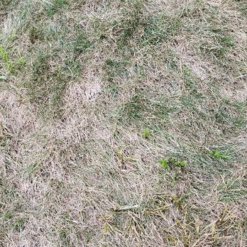 The Giving Tree - a patch of dead grass - Landscaping Near Me - Hamden, Connecticut