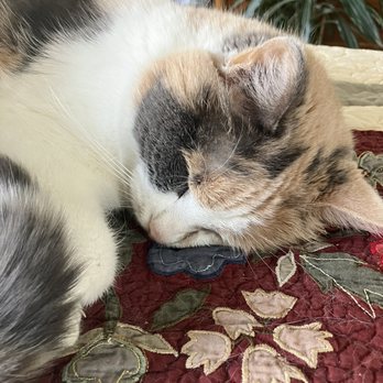 Better Lives Animal Hospital - I call her Patch for short. She's 17 , stays indoors and never eats plants ! - Veterinarians Near Me - Red Hook, New York Better Lives Animal Hospital - I call her Patch for short. She's 17 , stays indoors and never eats plants ! - Veterinarians Near Me - Red Hook, New York