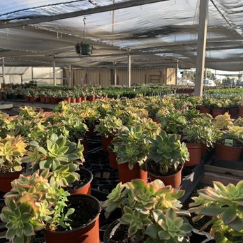 Toro Nursery - Succulent paradise - Nurseries & Gardening Near Me - Torrance, California Toro Nursery - Succulent paradise - Nurseries & Gardening Near Me - Torrance, California