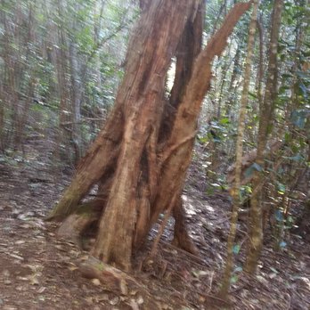 Koke'e State Park - Parks Near Me