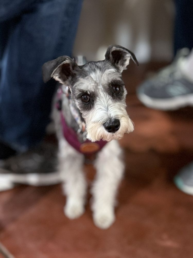 Four Tails Tasting Room - vineyard in Sonoita, AZ