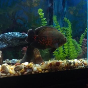 Ultimate Aquarium - Aquarium Services Near Me - Visalia, California