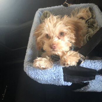 Havanese Haven - Pet Breeders Near Me - Marshfield, Missouri