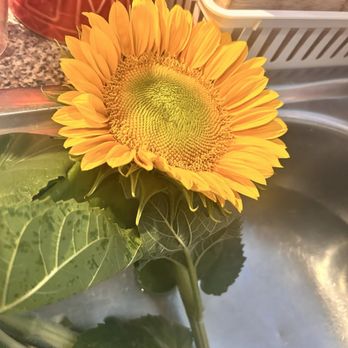 Gilcrease Orchard - Sunflower brought home - Fruits & Veggies Near Me - Las Vegas, Nevada Gilcrease Orchard - Sunflower brought home - Fruits & Veggies Near Me - Las Vegas, Nevada