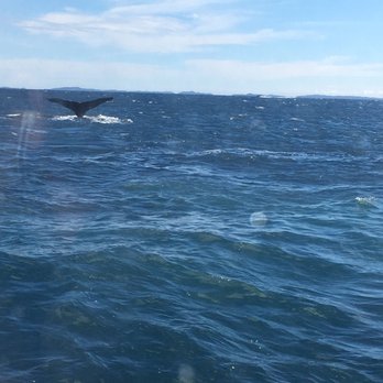 Allen Marine Tours - Whale, whale, whale, what do we have here? - Boating Near Me - Sitka, Alaska Allen Marine Tours - Whale, whale, whale, what do we have here? - Boating Near Me - Sitka, Alaska
