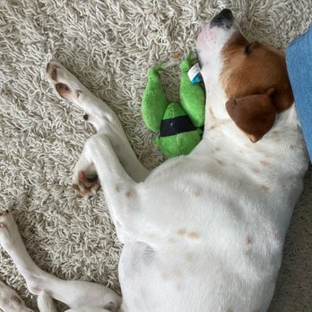 Red Collar Rescue - Pet Adoption Near Me - Houston, Texas
