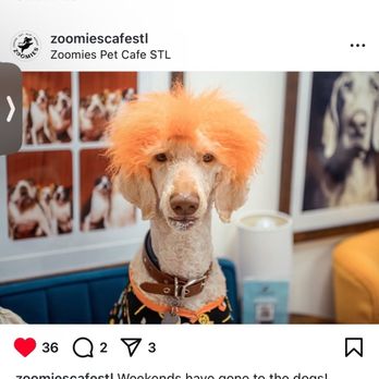 Zoomies Pet Cafe - Another feature on Zoomies social media featuring a goatee of whip cream from his pup cup (it was a whip cream made for dogs I believe) - Gift Shops Near Me - St. Louis, Missouri Zoomies Pet Cafe - Another feature on Zoomies social media featuring a goatee of whip cream from his pup cup (it was a whip cream made for dogs I believe) - Gift Shops Near Me - St. Louis, Missouri