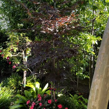 Bloom Landscape - This is a bloodgood japanese maple. It will work great in this area that receives partial sun. - Landscaping Near Me Bloom Landscape - This is a bloodgood japanese maple. It will work great in this area that receives partial sun. - Landscaping Near Me