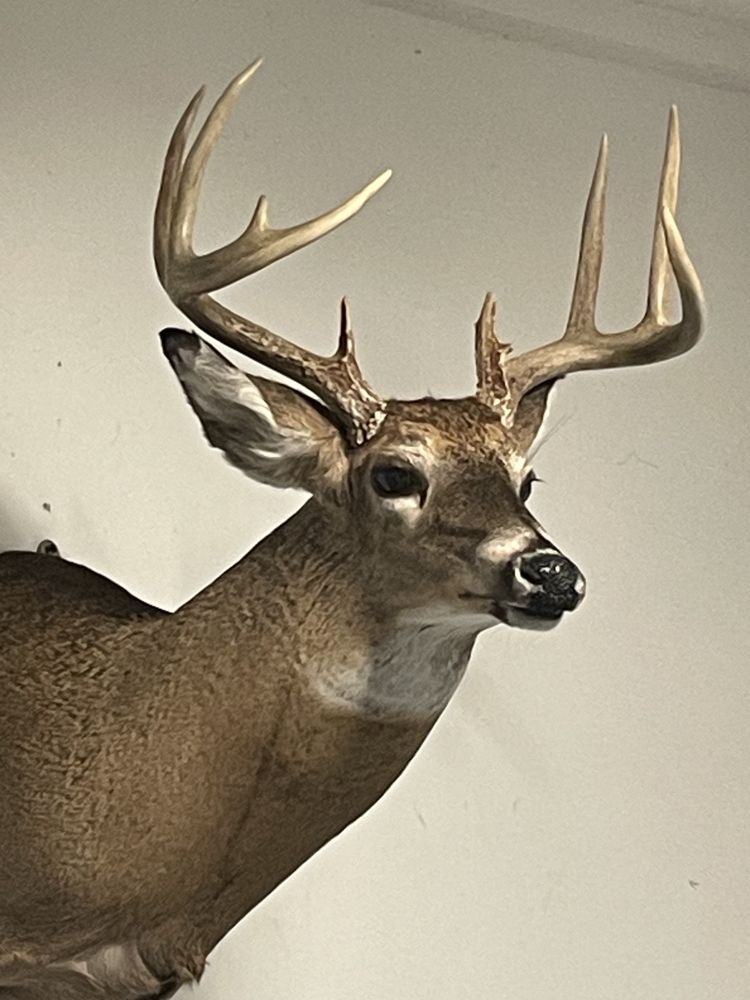 Hunters Haven Taxidermy - taxidermy in Frankfort, KY