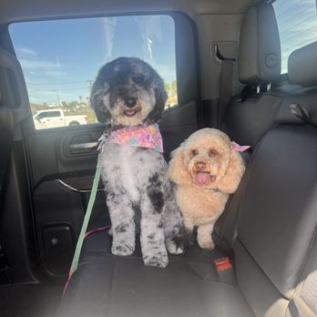 Pup's N Bubbles Pet Grooming - My two girls after their grooming - Pet Groomers Near Me - Lake Elsinore, California