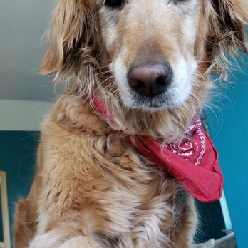 Just Food For Dogs - Kiki - Pet Stores Near Me - Corte Madera, California Just Food For Dogs - Kiki - Pet Stores Near Me - Corte Madera, California
