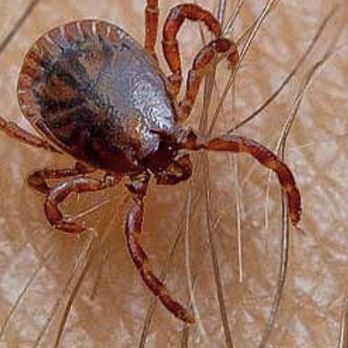 Royal Pest Control - Pest Control Near Me