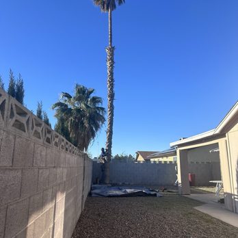 Nevada Tree Service - Tree Services Near Me - Las Vegas, Nevada
