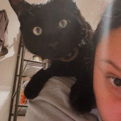 Whitman County Humane Society - Cat