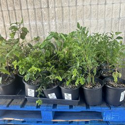 Native plants Native plants
