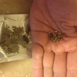 Ivy Cannabis