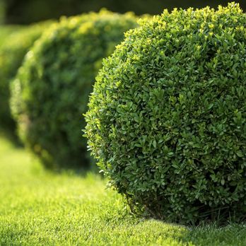 Papi's Lawn Service - Papis Lawn Care and Maintenance of Grass cutting & Seeding, Hedging, Trimming, Flower Planting, Gravel Paths, and Walkways, I... - Tree Services Near Me Papi's Lawn Service - Papis Lawn Care and Maintenance of Grass cutting & Seeding, Hedging, Trimming, Flower Planting, Gravel Paths, and Walkways, I... - Tree Services Near Me