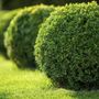 Photo of Papi's Lawn Service