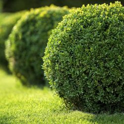 Papi's Lawn Service - Papis Lawn Care and Maintenance of Grass cutting & Seeding, Hedging, Trimming, Flower Planting, Gravel Paths, and Walkways, I...