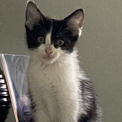 Hamilton Crossing Animal Hospital - Inky