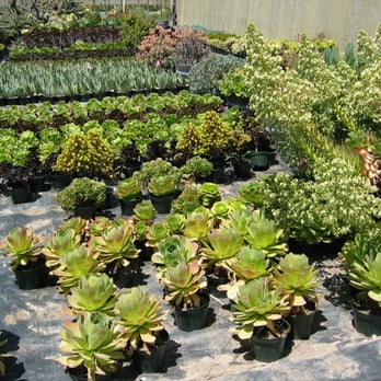 Succulent Gardens - One small section of the outdoor grounds - Nurseries & Gardening Near Me - Castroville, California