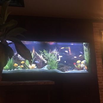 cheddars fish tank