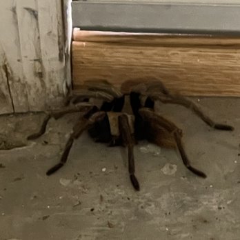 Spartan Pest Control - Pest Control Near Me - San Tan Valley, Arizona Spartan Pest Control - Pest Control Near Me - San Tan Valley, Arizona