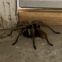 Spartan Pest Control