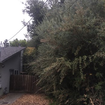 Moreno Tree Service - Before. - Tree Services Near Me