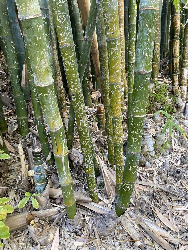 Social spots from UCLA Mathias Botanical Garden