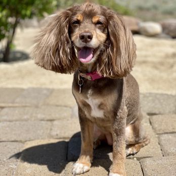 Spoiled Petz - Nice, neat trim -- just the way she likes it! - Pet Groomers Near Me - Reno, Nevada Spoiled Petz - Nice, neat trim -- just the way she likes it! - Pet Groomers Near Me - Reno, Nevada