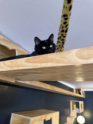 Denver Cat Company by null