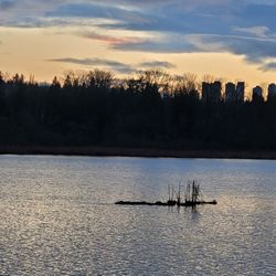 Burnaby Lake Regional Nature Park - Beaver stop over island