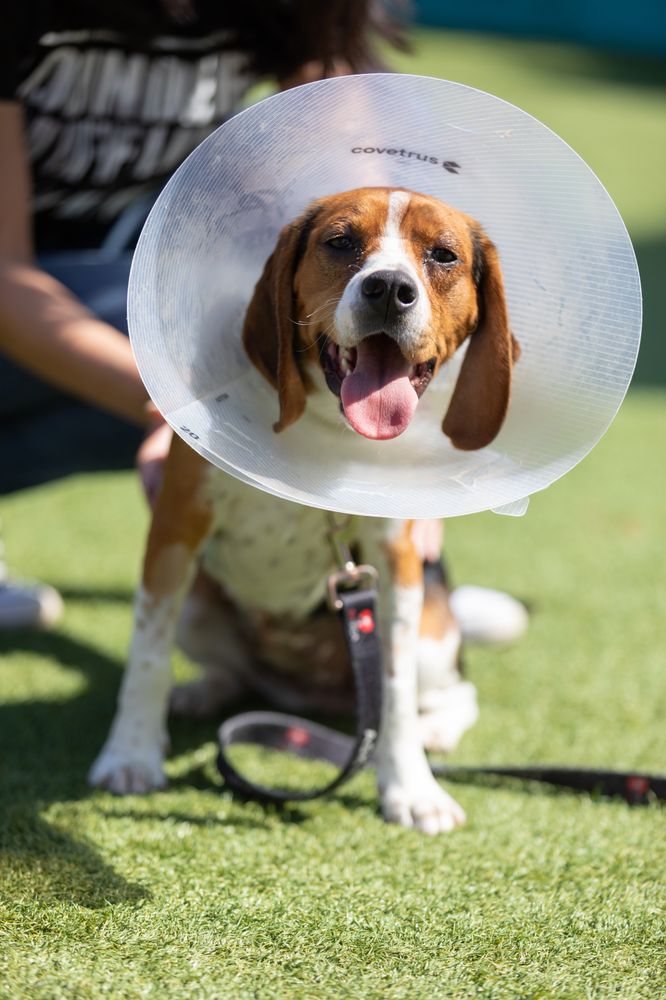 SF SPCA Spay & Neuter Clinic - social services organization in San Francisco, CA