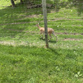 Penn's Cave & Wildlife Park - Historical Tours Near Me - Centre Hall, Pennsylvania Penn's Cave & Wildlife Park - Historical Tours Near Me - Centre Hall, Pennsylvania