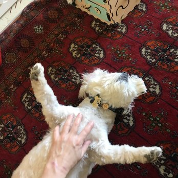 L--e A- F---t S-t - Rocky's Post walk massage - Dog Walkers Near Me L--e A- F---t S-t - Rocky's Post walk massage - Dog Walkers Near Me