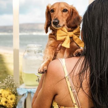 Rook & Bee Designs - Pet Photography Near Me
