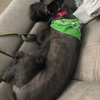 Julian's Pet Grooming - Disappointed - Pet Sitting Near Me - El Paso, Texas Julian's Pet Grooming - Disappointed - Pet Sitting Near Me - El Paso, Texas