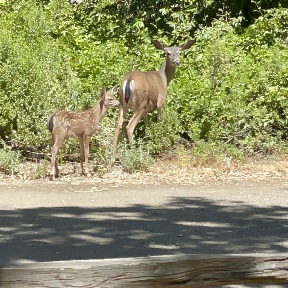 Deer Hollow Farm - Deer mom and baby - Kids Activities Near Me - Cupertino, California